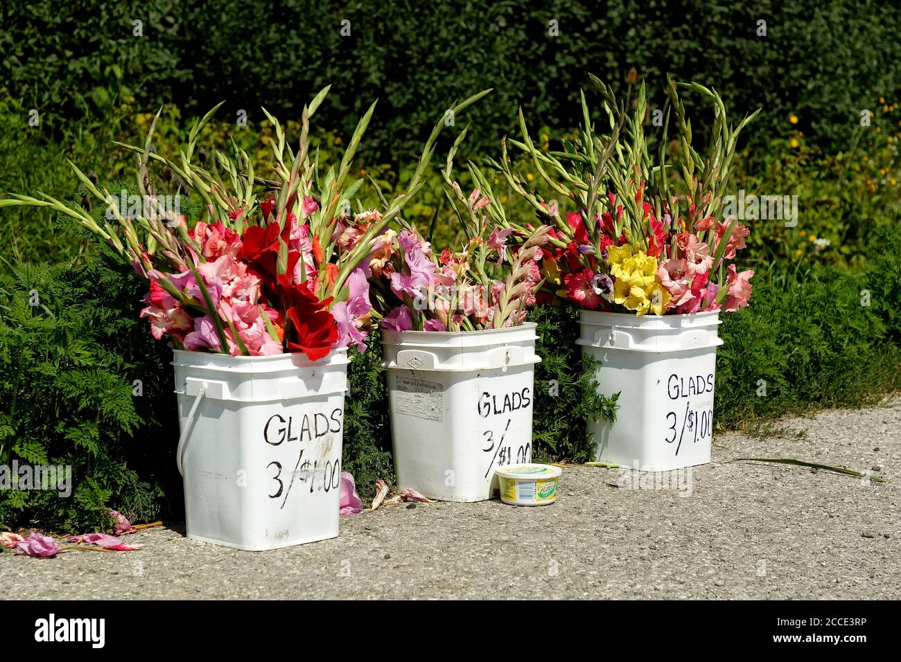 Roadside stand selling fresh Gladiolus flowers. Ontario Canada. Stock Photo
