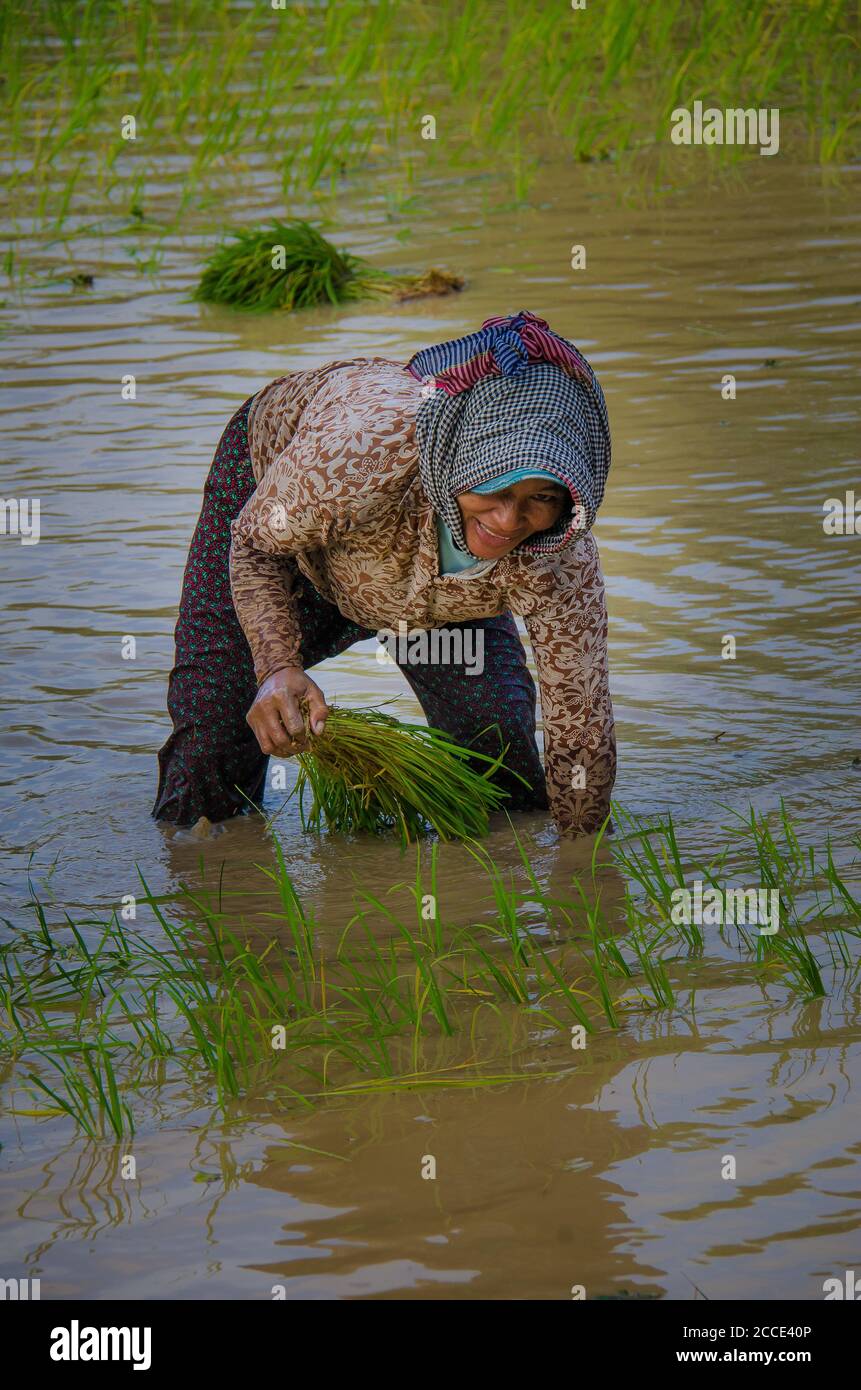 Farmer planting rice Stock Photo - Alamy