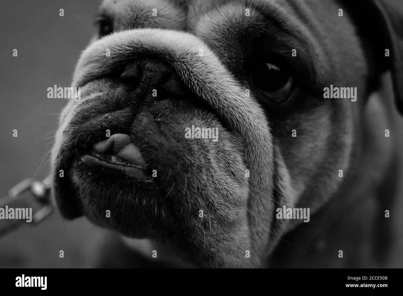 English bulldog Black and White Stock Photos & Images - Alamy