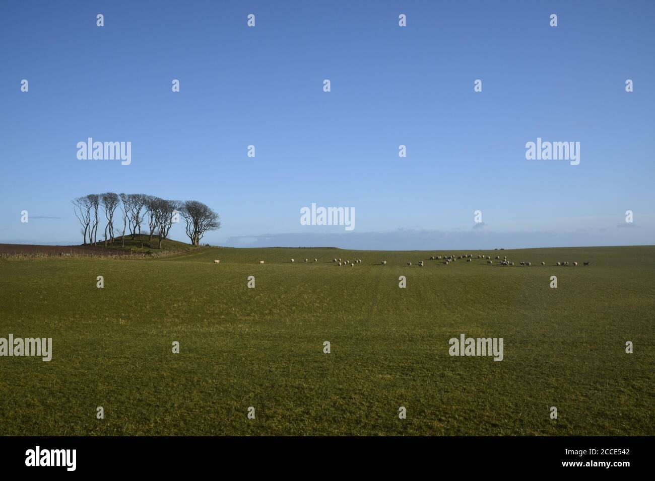 Copse of trees with sheep in countryside near Crawton, Stonehaven, Aberdeenshire Stock Photo