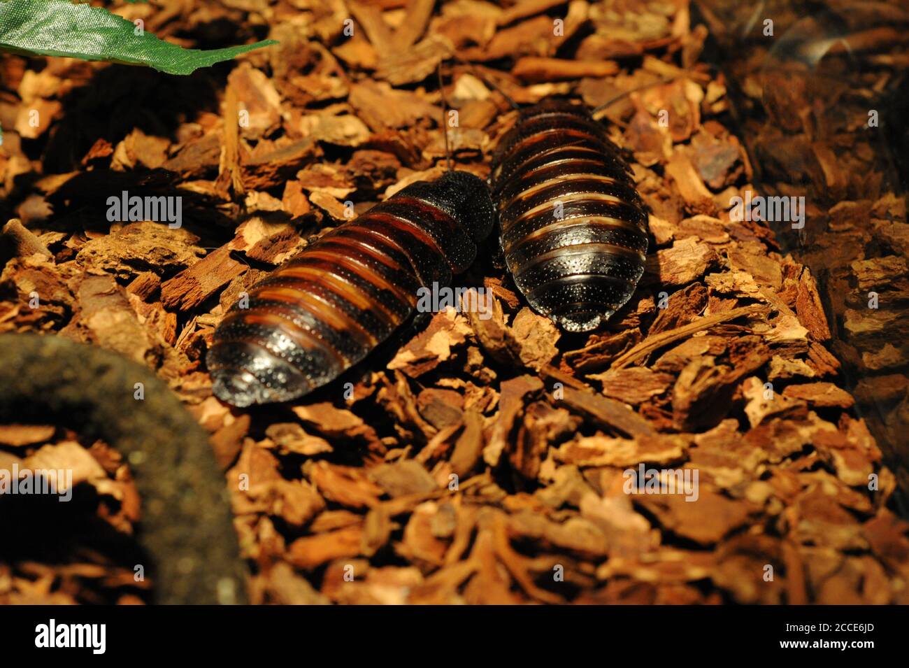 Madagascar Hissing Cockroach Gromphadorhina Portentosa Also Known As The Madagascar Giant Cockroach Stock Photo Alamy