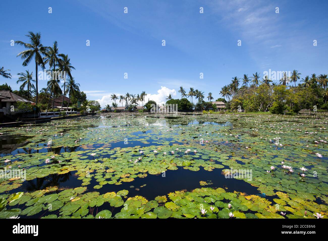 Lotus pond, lagoon, Candi Dasa, Bali Stock Photo