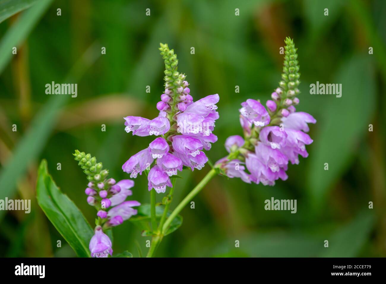 Bunch of Plum Physostegia Obedient Plant Realistic Artificial Silk Wild Flowers 