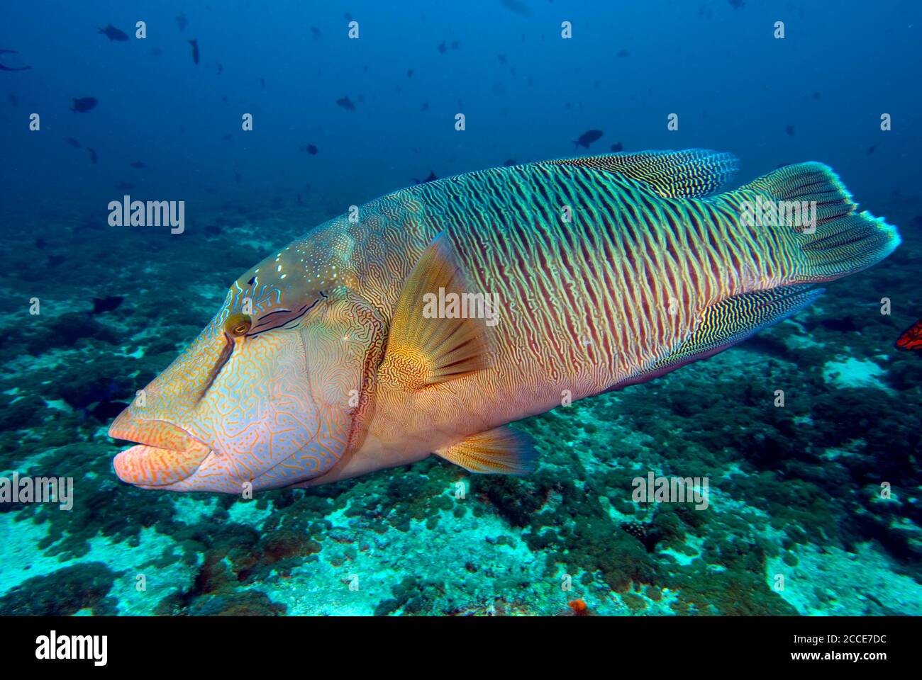 Napolean/humpback wrasse (cheilinus undulates), Maldives Stock Photo