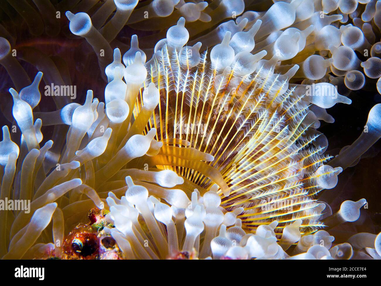 Feather Duster Worm High Resolution Stock Photography and Images Alamy