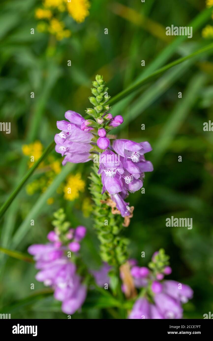Macro view of beautiful purple obedient plant wildflowers (physostegia virginiana) blooming in a sunny North American prairie meadow. Stock Photo