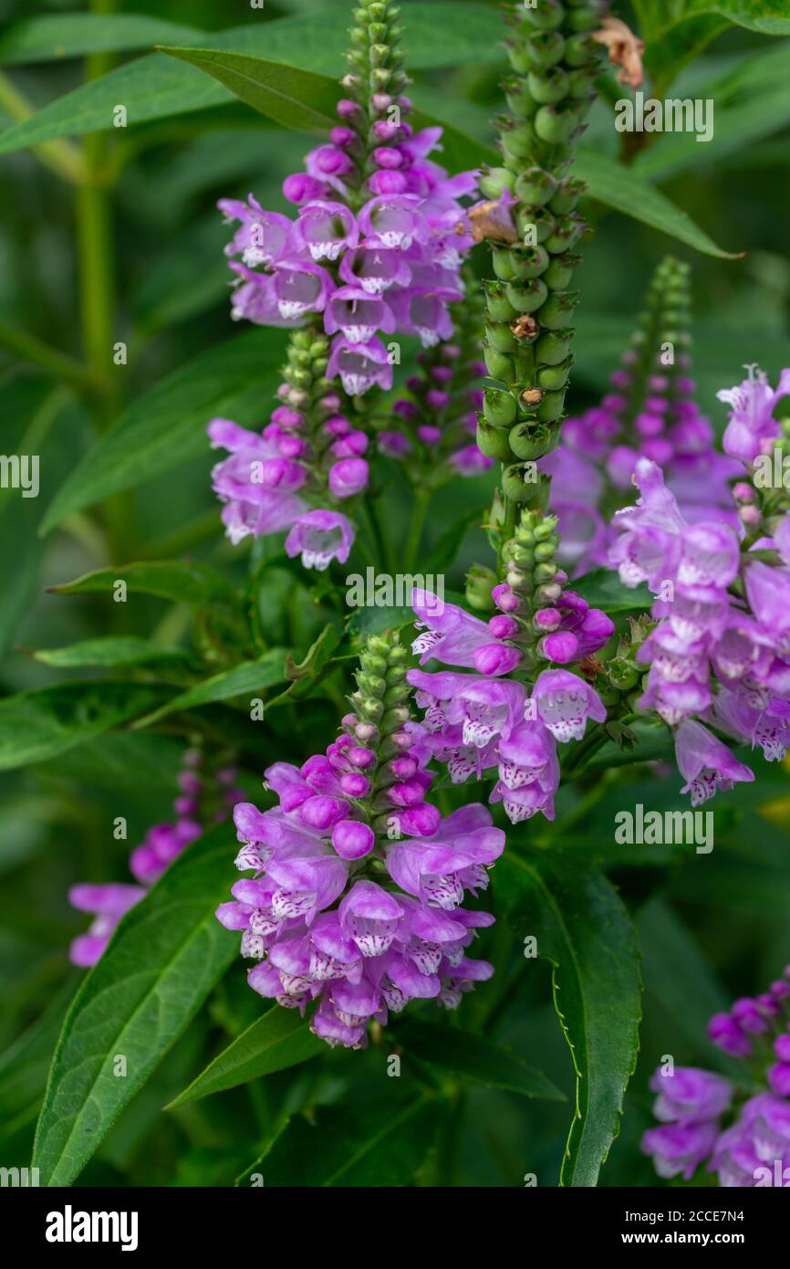 Macro view of beautiful purple obedient plant wildflowers (physostegia virginiana) blooming in a sunny North American prairie meadow. Stock Photo