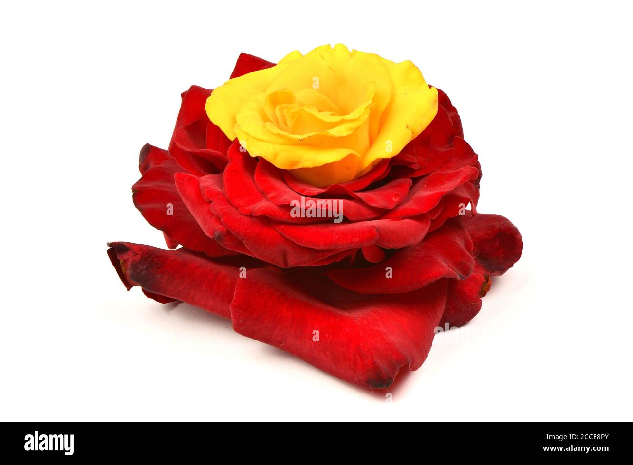 Beautiful red and yellow rose flower isolated on white background. High