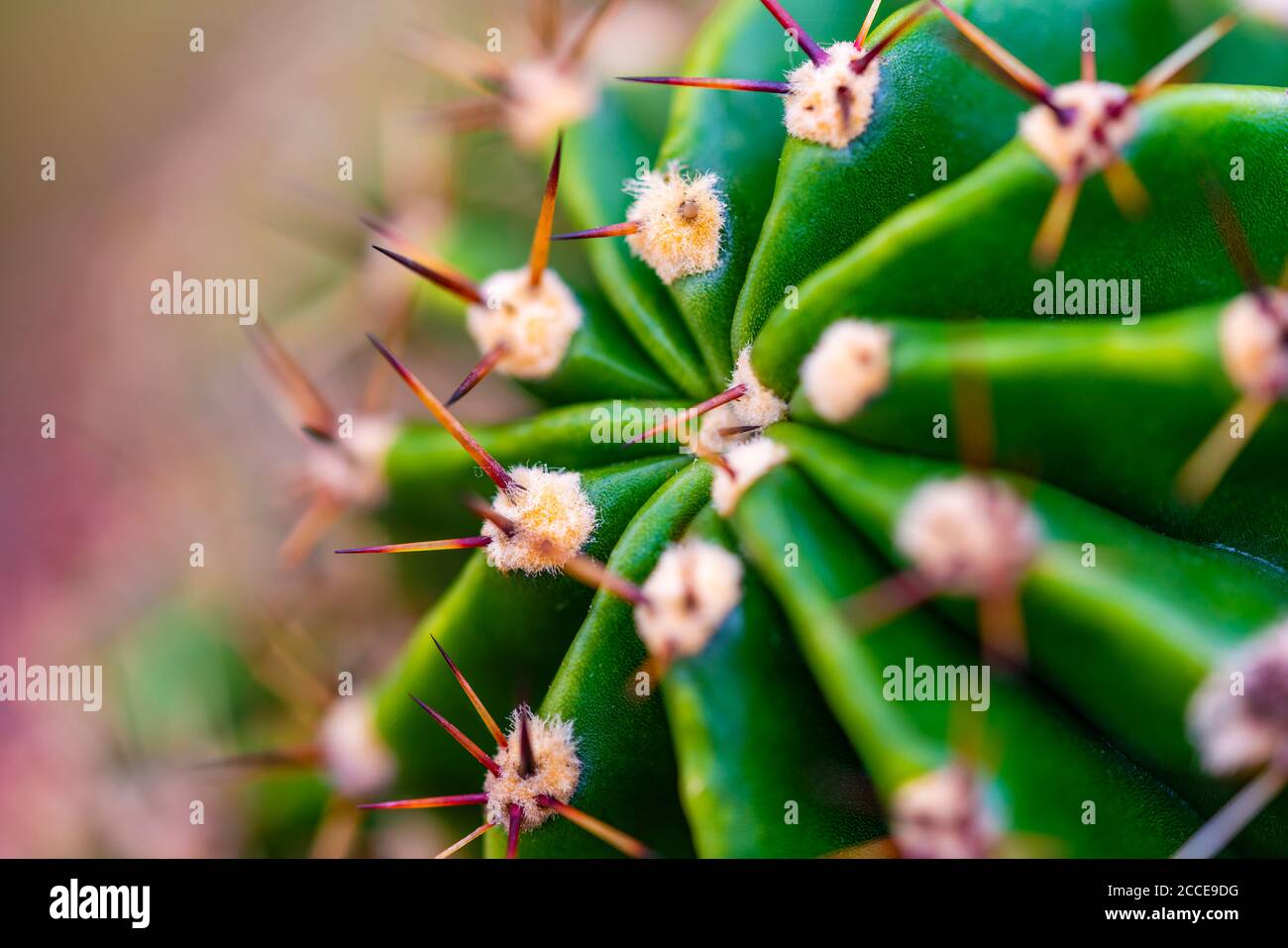 Close Up, Nature, Garden, Growth, abstract, cactus Stock Photo