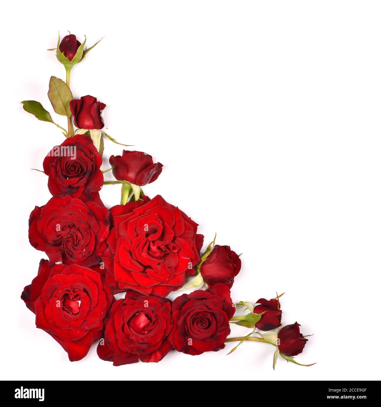 Beautiful red rose flowers set out corner. Isolated on white background ...