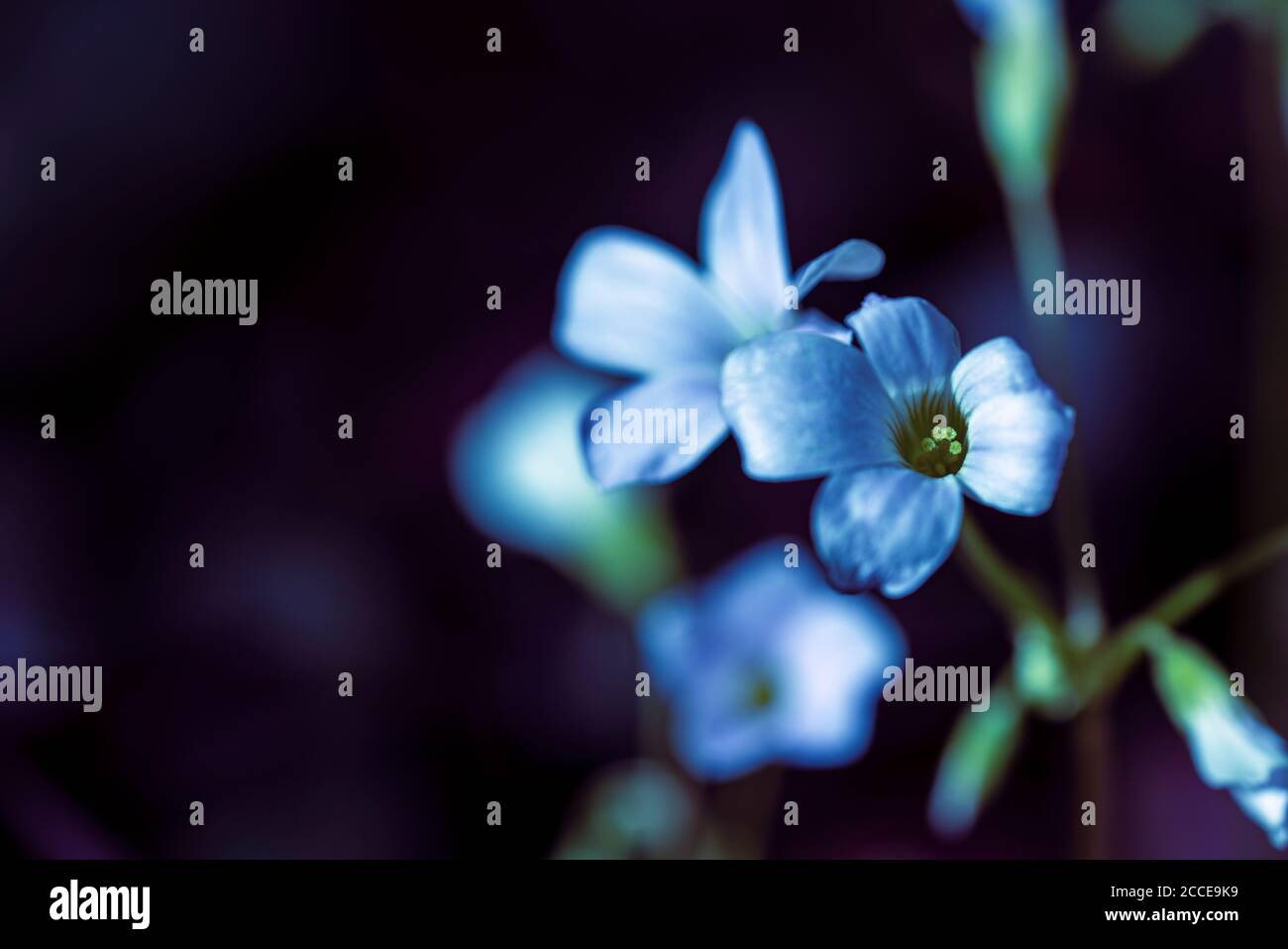 Close Up, Nature, Garden, Flower, Growth, Abstract, Stock Photo