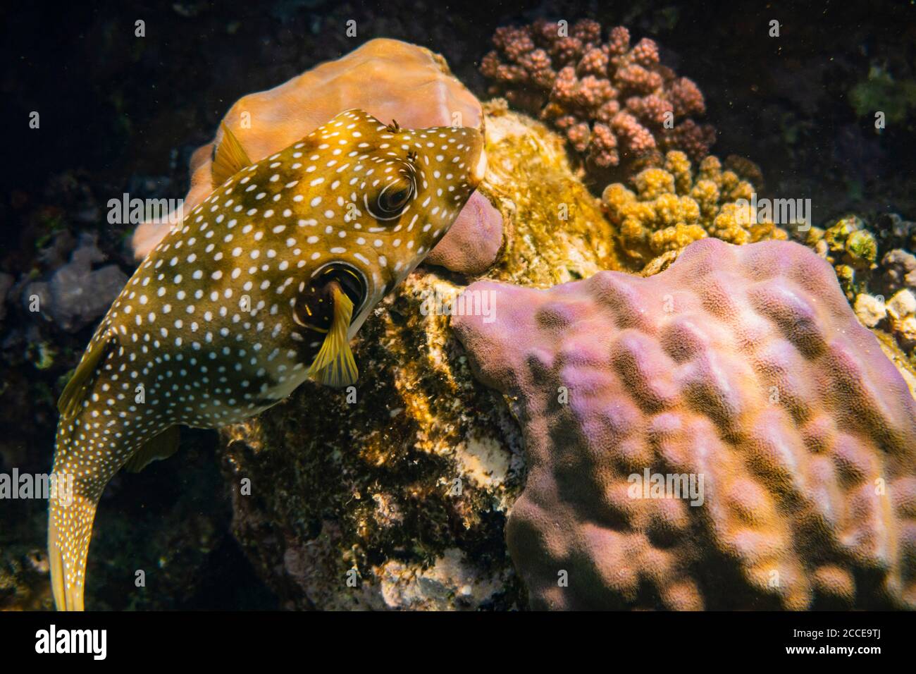 Arothron hispidus, White-spotted Puffer, Egypt, Red Sea, Marsa Alam, Africa, Stock Photo