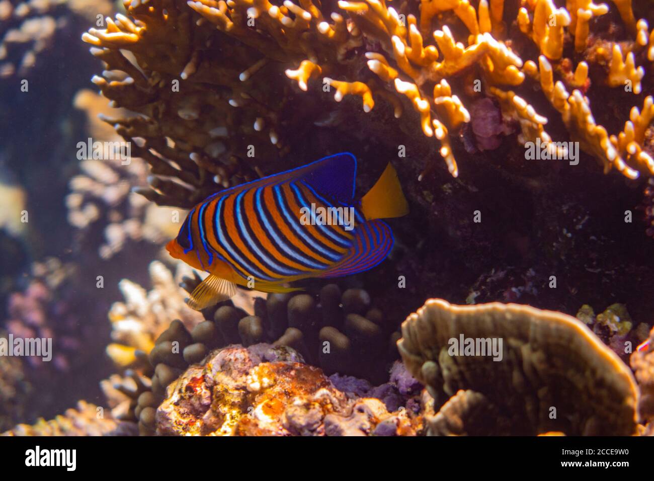 Pygoplites diacanthus, Egypt, Red Sea, Marsa Alam, Africa, Snorkeling and Diving Stock Photo
