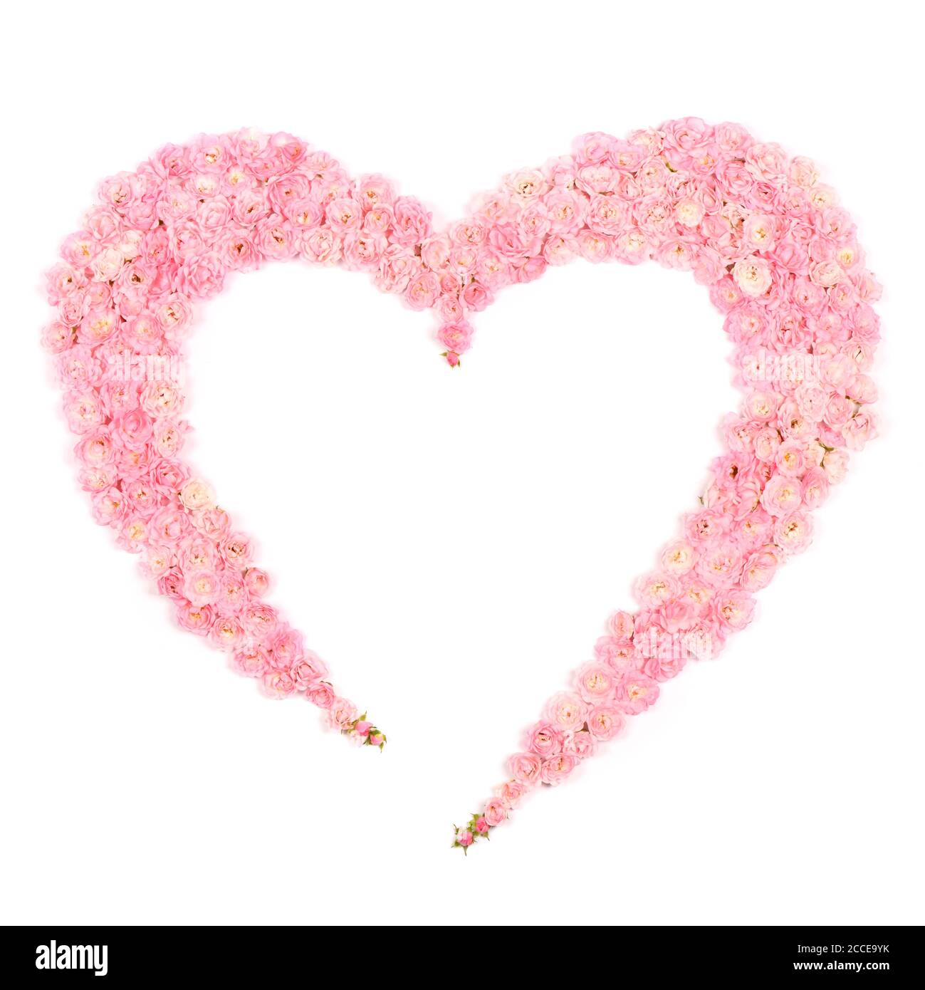 Pink rose flowers set out in the form of heart. Isolated on white ...