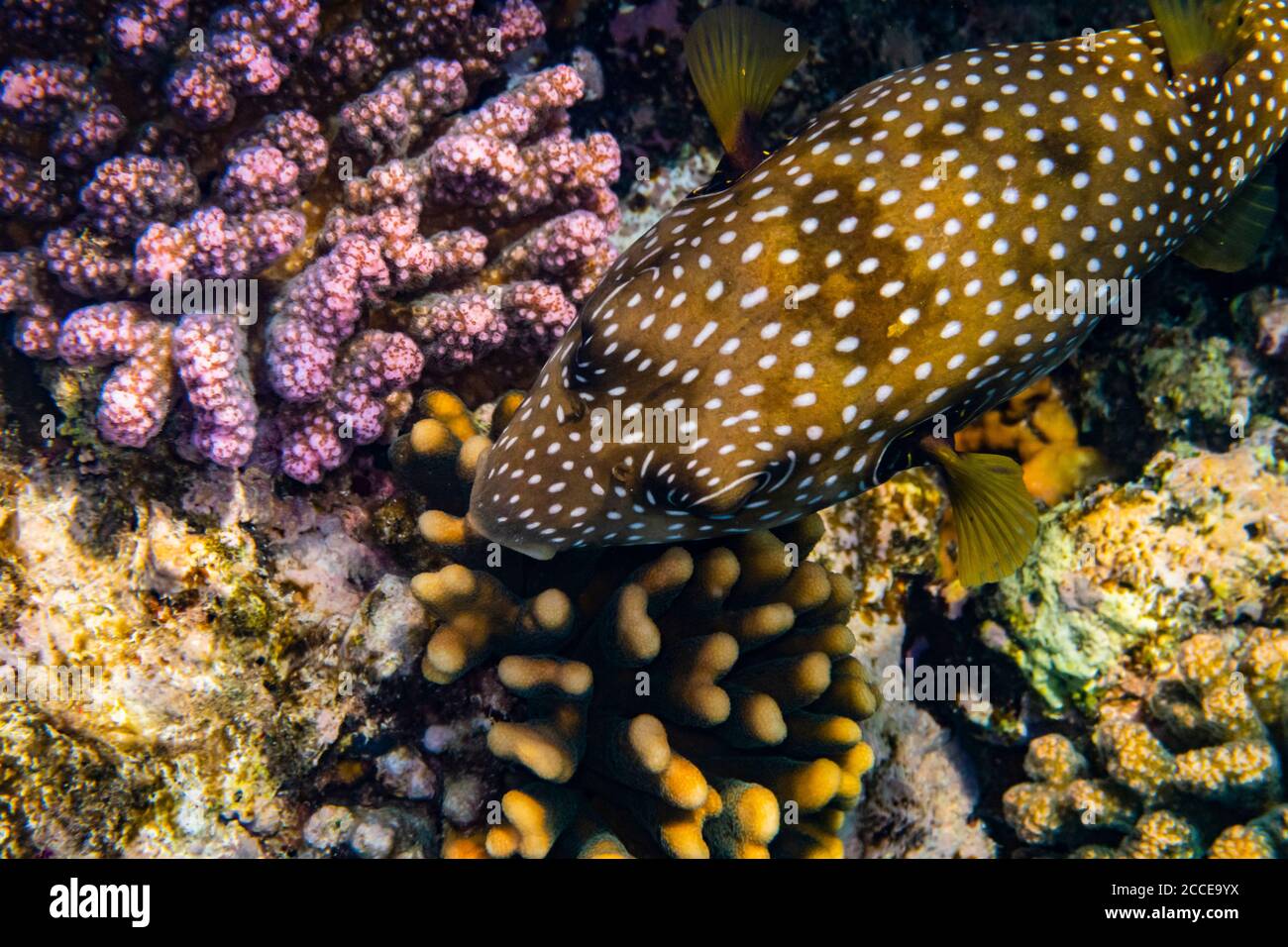 Arothron hispidus, White-spotted Puffer, Egypt, Red Sea, Marsa Alam, Africa, Snorkeling and Diving Stock Photo