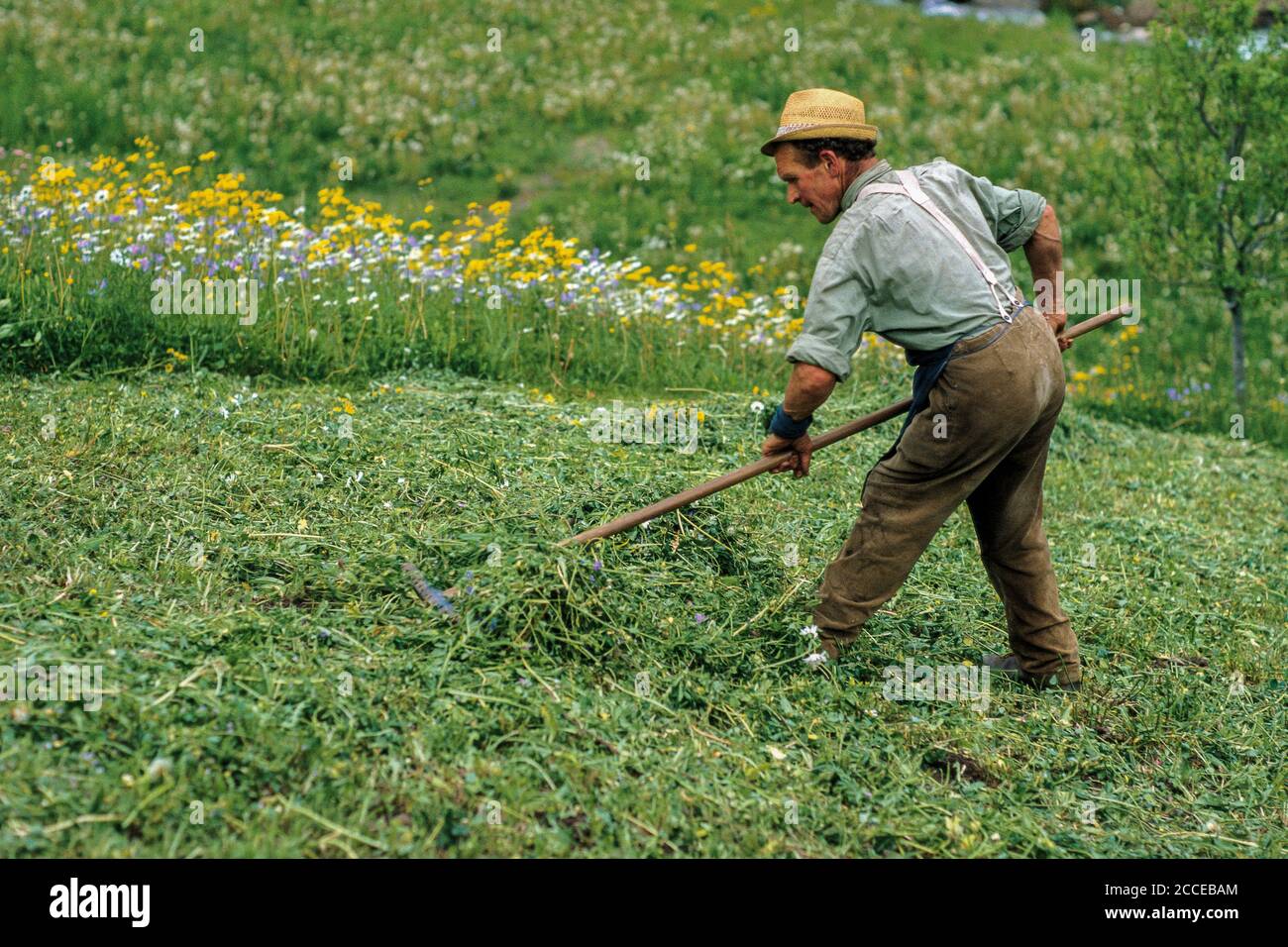 Old man cutting hay in hi-res stock photography and images - Alamy