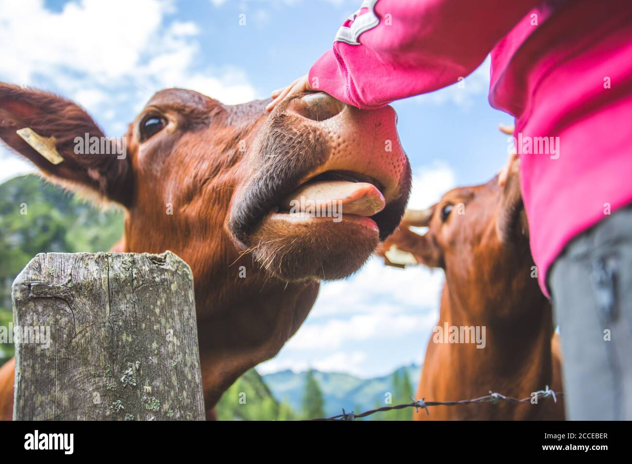 Funny wide angle close hi-res stock photography and images - Alamy