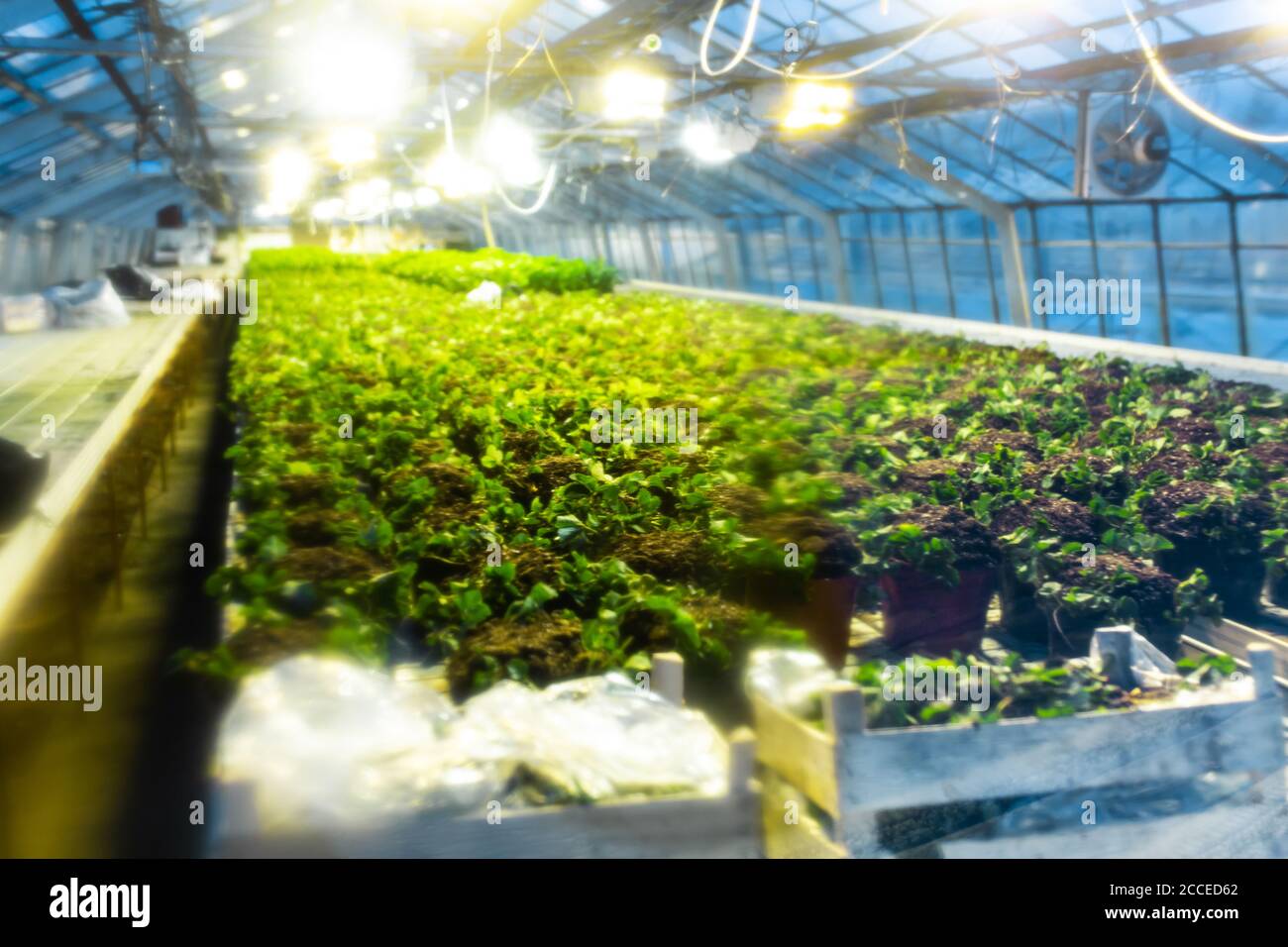 Plantation of plants in a greenhouse. Heating and creating a climate