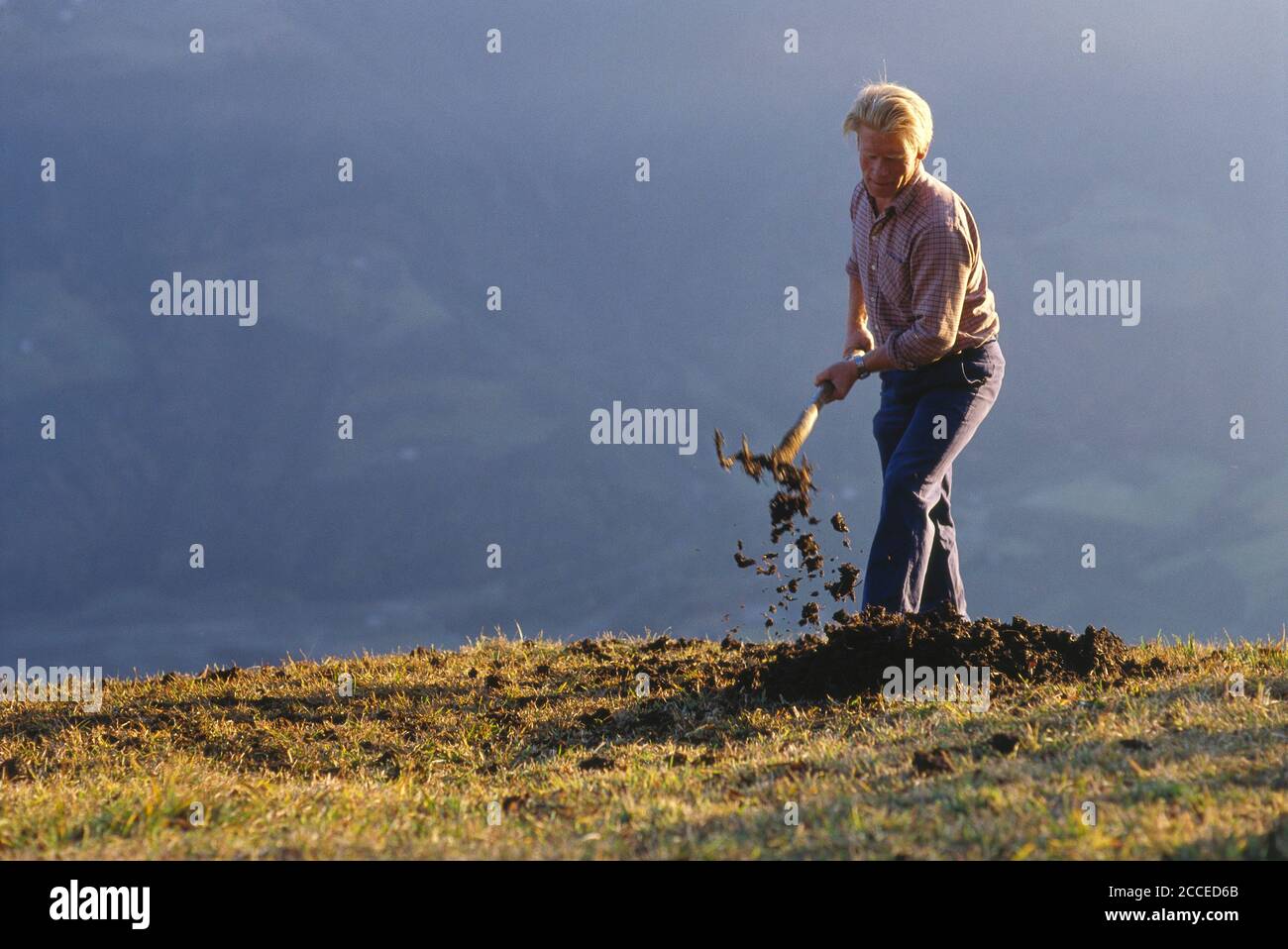 Italy, Trentino-South Tyrol, Alto Adige, Vinschgau, from old life, mountain farmers in South Tyrol, Naturnser Sonnenberg, Pircher-Hof, manure spread Stock Photo