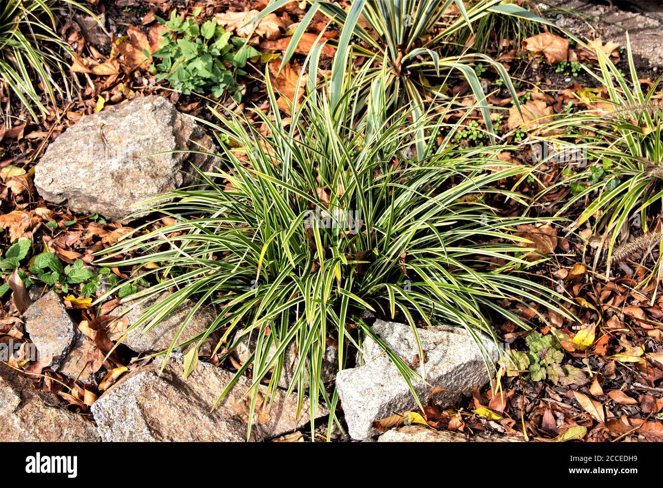 View of Mondo Grass, also called dwarf lily stone, fountain plant, and monkey grass, is a species of ophiopogon native to China, India, Japan, and Vie Stock Photo