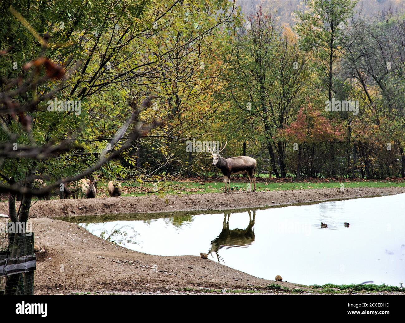 A Pere Davids deer on the edge of a lake, Elaphurus davidianus, also known as the milu or elaphure Stock Photo