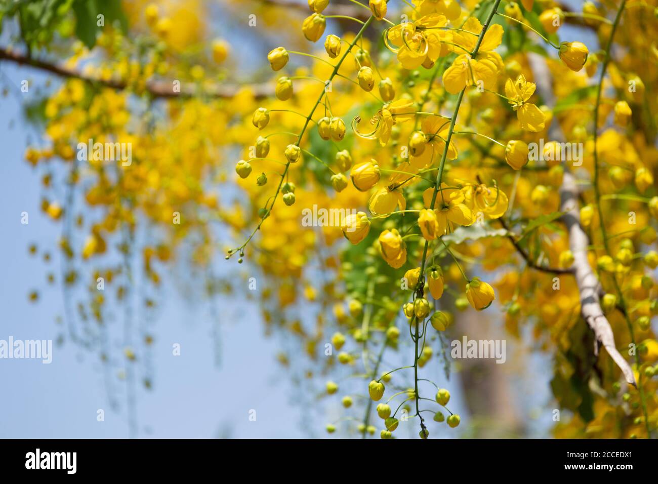 Kani konna a kerala flower used as a symbol of Vishu Kani a Hindu ritual Stock Photo - Alamy Kani konna a kerala flower used as a symbol of Vishu Kani a Hindu ritual Stock Photo - Alamy
