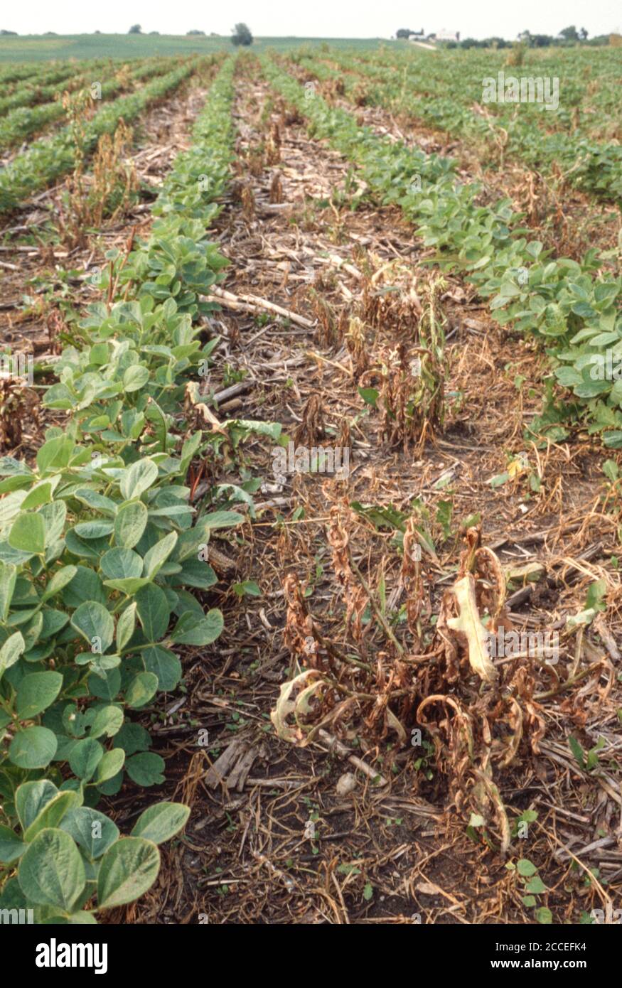 GMO, Genetically-modified organisms, Roundup-Ready Soybeans. Eastern Iowa, near Dyersville, USA. Stock Photo