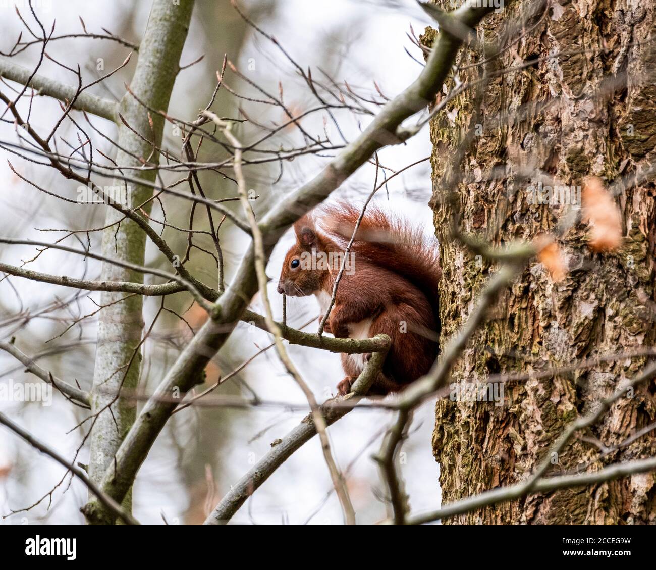 Squirrel in the spring Stock Photo - Alamy