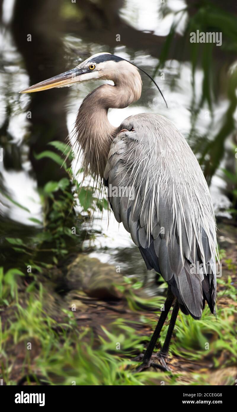 A Large Tropical Grey Heron in its Natural Habitat Stock Photo