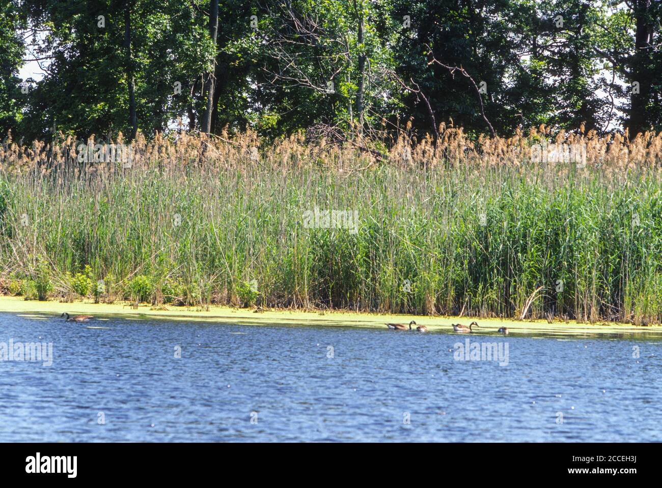Flag Ponds Nature Park, Maryland, USA Stock Photo Alamy