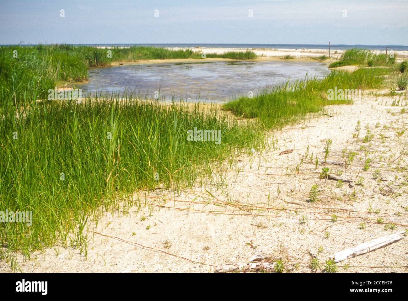 Flag Ponds Nature Park, Maryland, USA. New Pond in Process of Formation. Chesapeake Bay in
