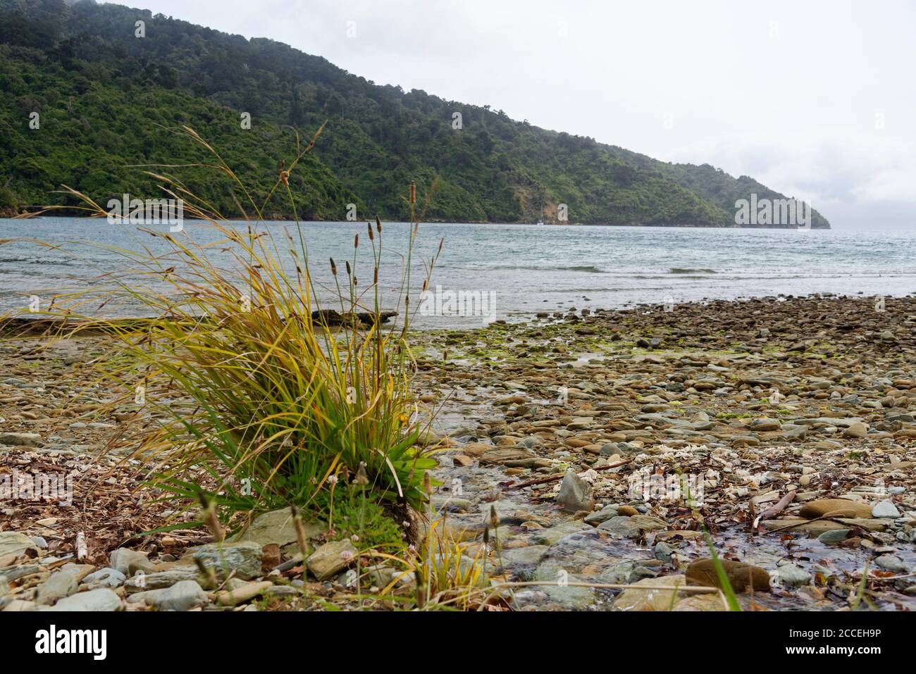Ship Cove In Queen Charlotte Sound New Zealand Stock Photo Alamy