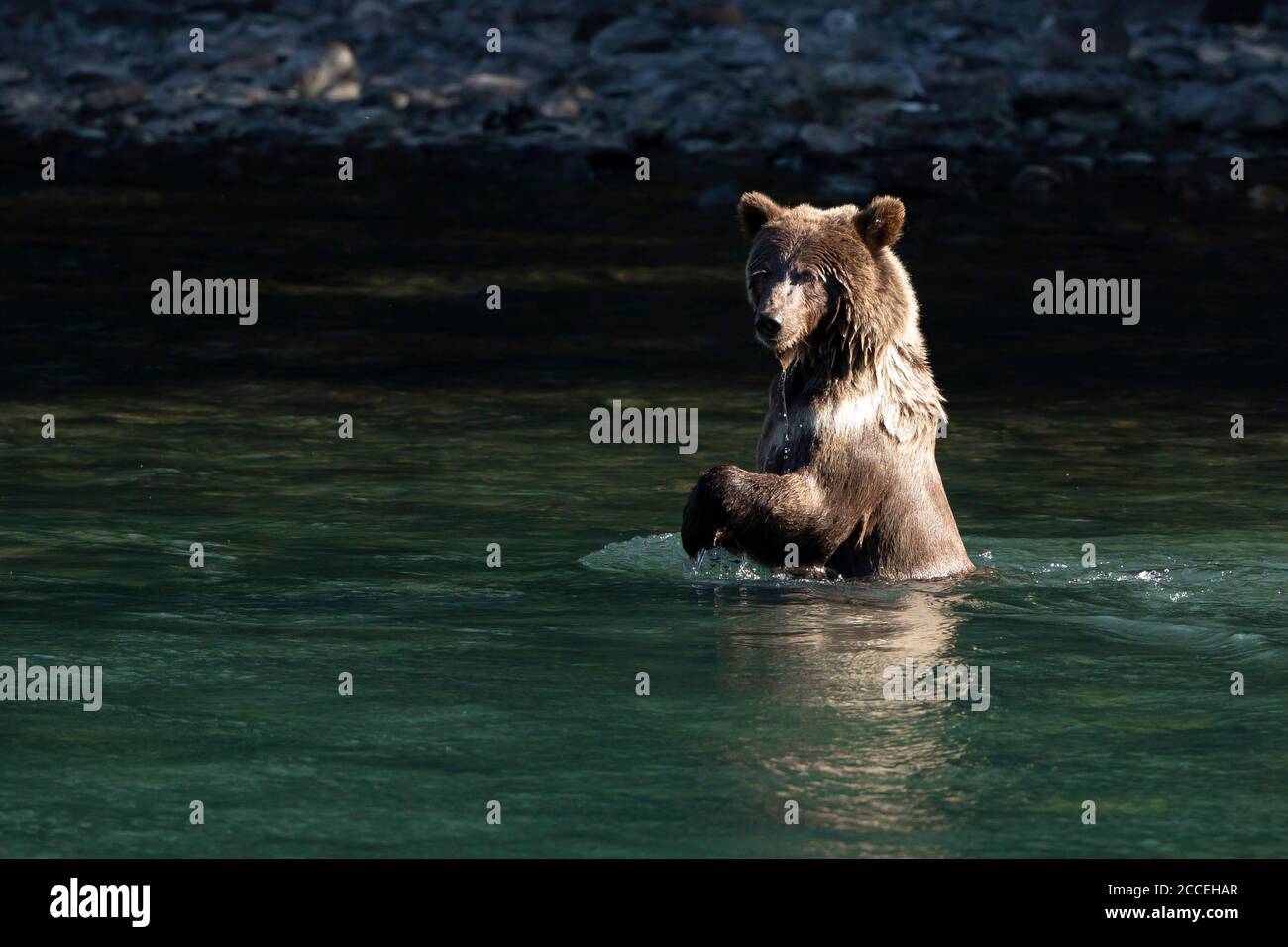 A Brown Bear juvenile looks for salmon in the Kenai River at the Kenai ...