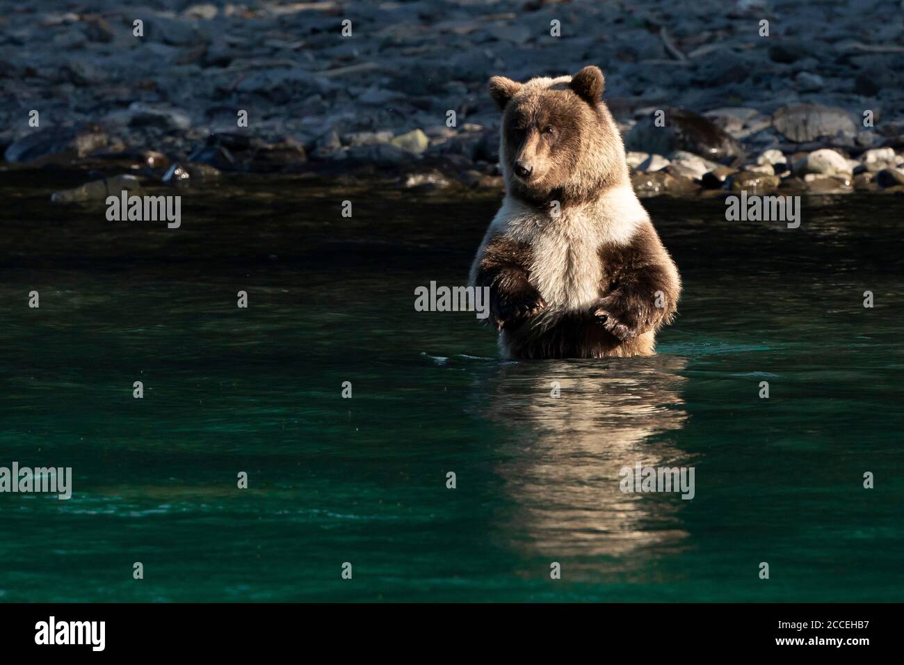 A Brown Bear juvenile looks for salmon in the Kenai River at the Kenai ...