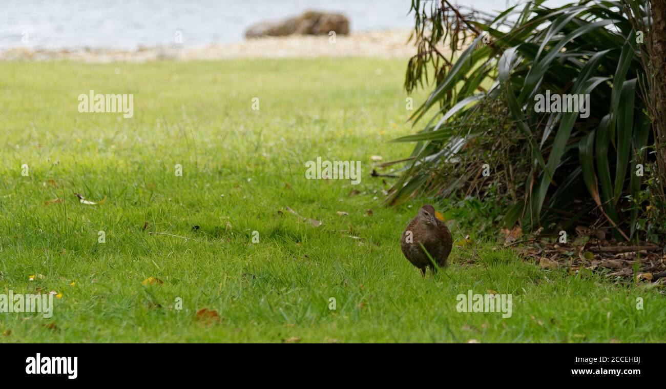 A weka in the wild in the Marlborough Sounds, New Zealand Stock Photo