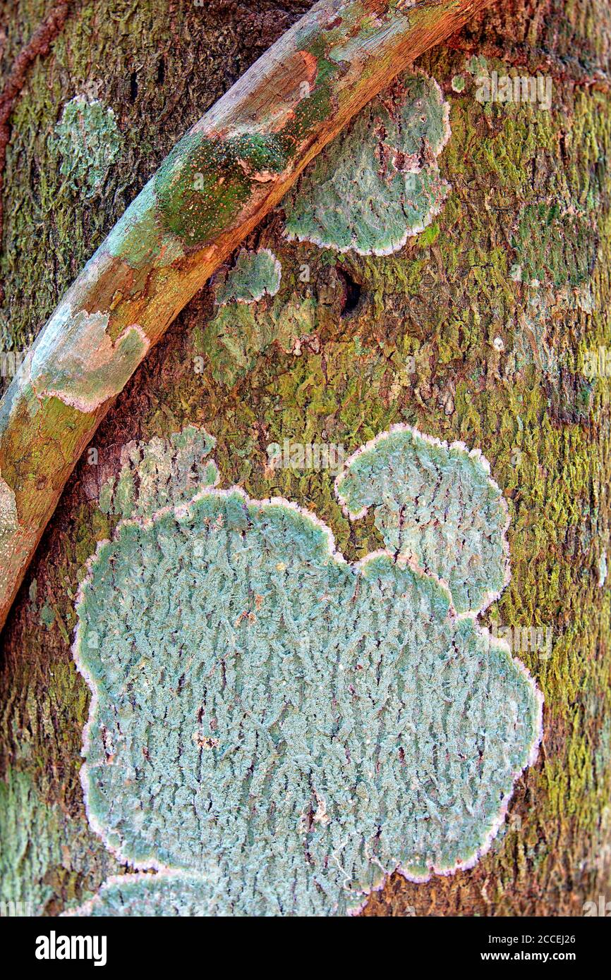 Vegetation details in Dzanga Sangha National Park. Central African Republic Stock Photo