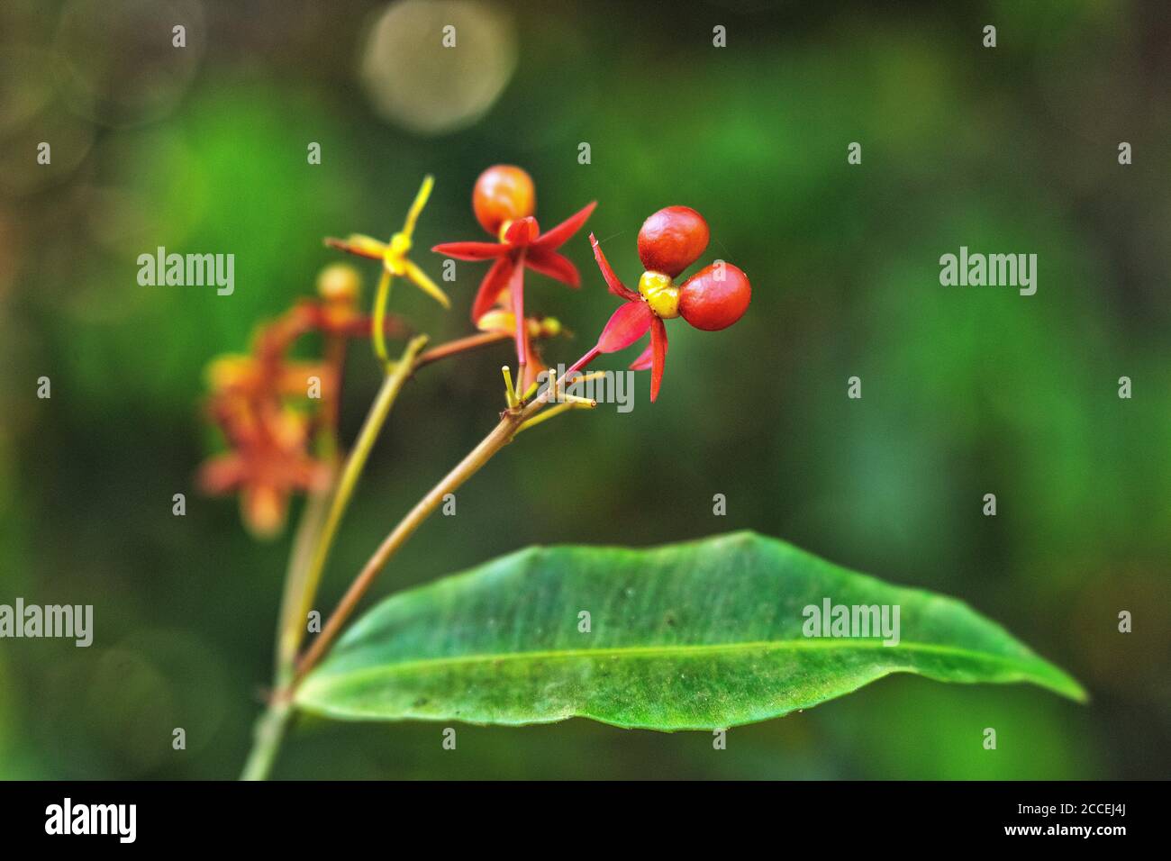 Details of some flowers in the Dzanga Sangha National Park. Central African Republic Stock Photo