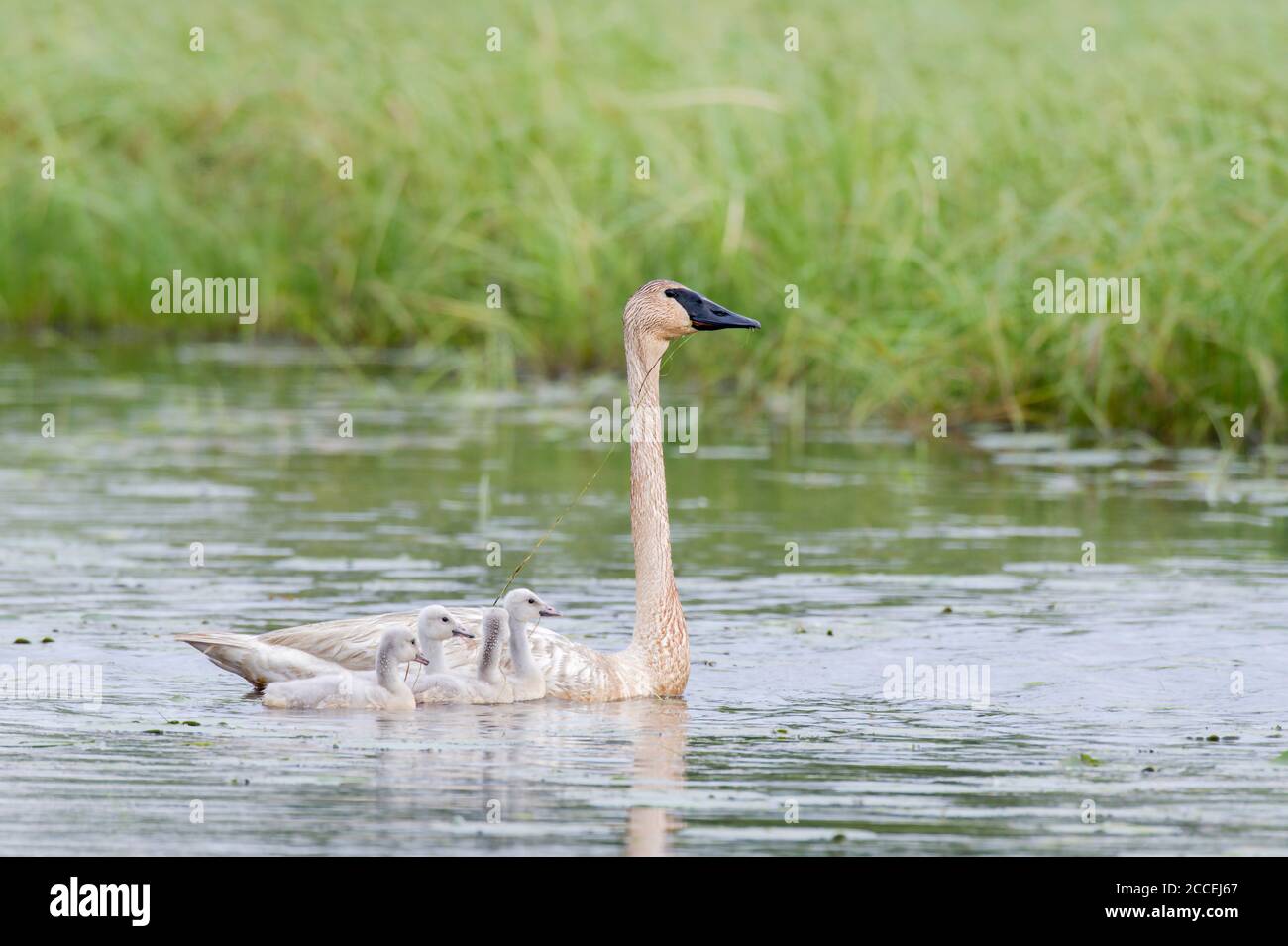 Trumpeter swan and cygnets (Cygnus buccinator), Wisconsin, USA, by Dominique Braud/Dembinsky Photo Assoc Stock Photo