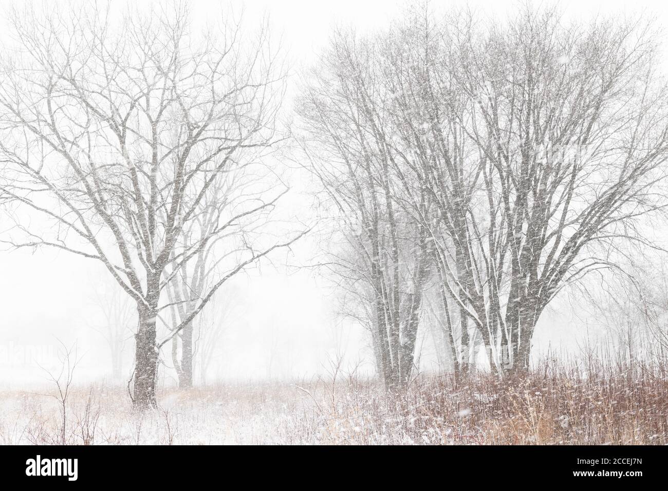 Snowstorm, Minnesota, USA, by Dominique Braud/Dembinsky Photo Assoc Stock Photo