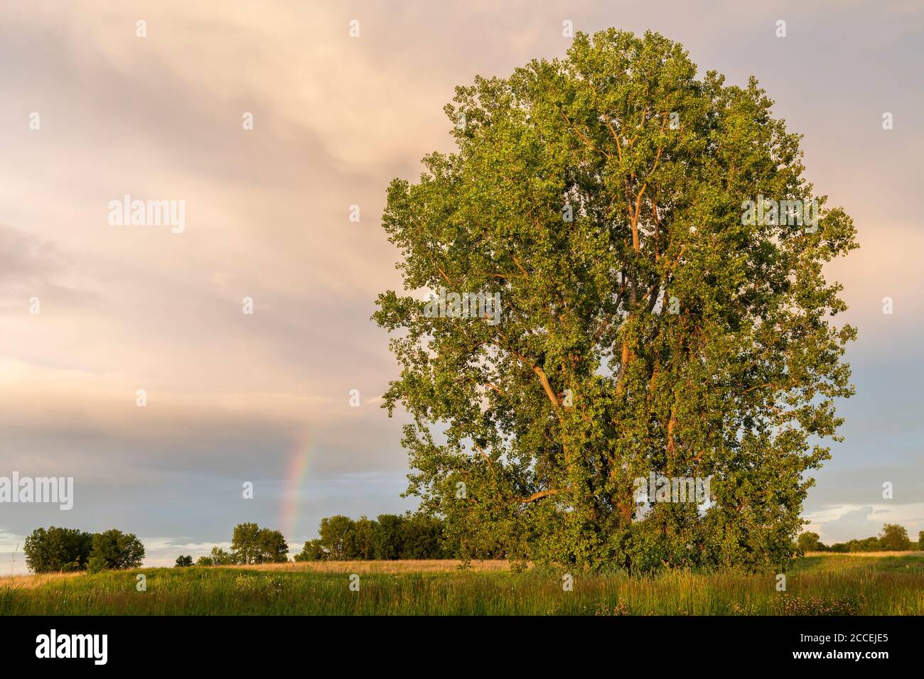 Stormy sky & rainbow, E. Cottonwood (Populus deltoides) tree, Summer