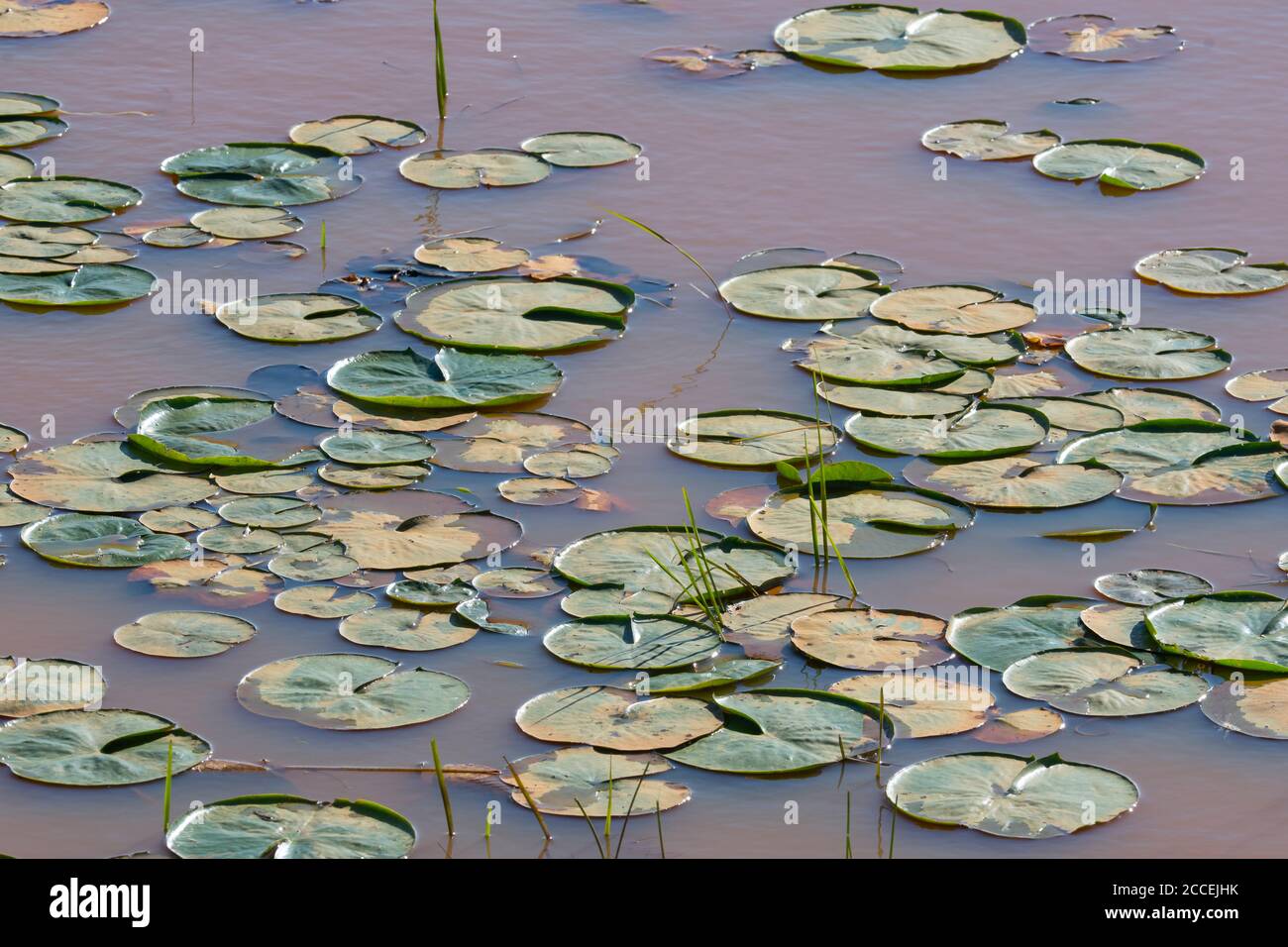 White Water lilies (Nymphaea odorata), freshwater pond, Eastern North America, by Dominique Braud/Dembinsky Photo Assoc Stock Photo