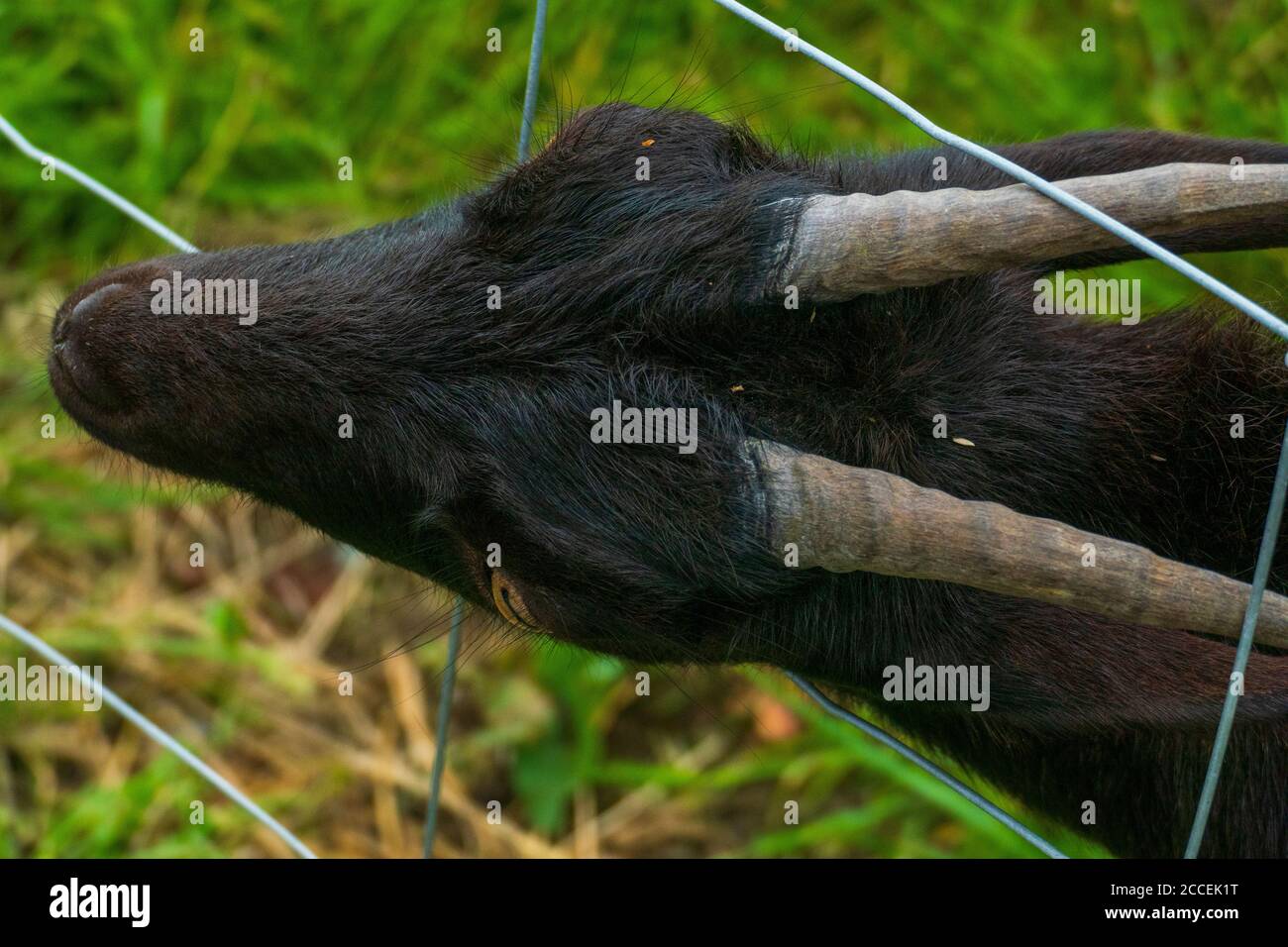 Schwarze Ziege hat sich mit ihren Hörnern im Zaun verfangen Stock Photo