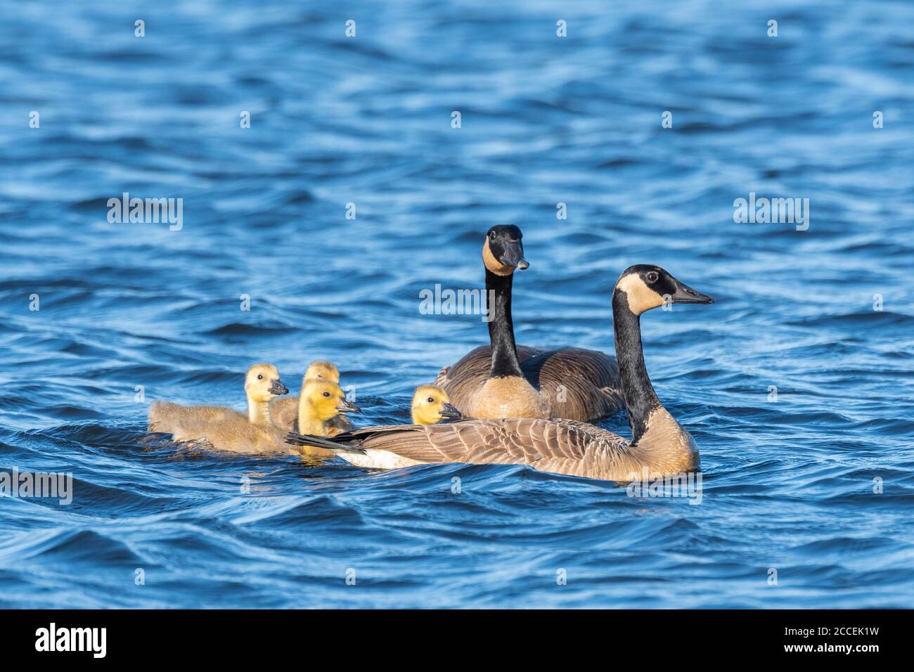 Canada geese (Branta canadensis) and goslings, freshwater pond, Spring, E USA, by Dominique Braud/Dembinsky Photo Assoc Stock Photo