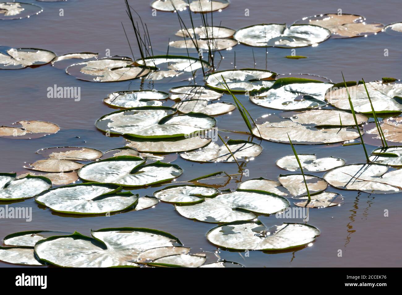 White Water lilies (Nymphaea odorata), freshwater pond, Eastern North America, by Dominique Braud/Dembinsky Photo Assoc Stock Photo