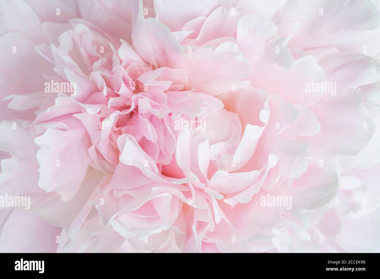Peony blossom, close, by Dominique Braud/Dembinsky Photo Assoc Stock Photo
