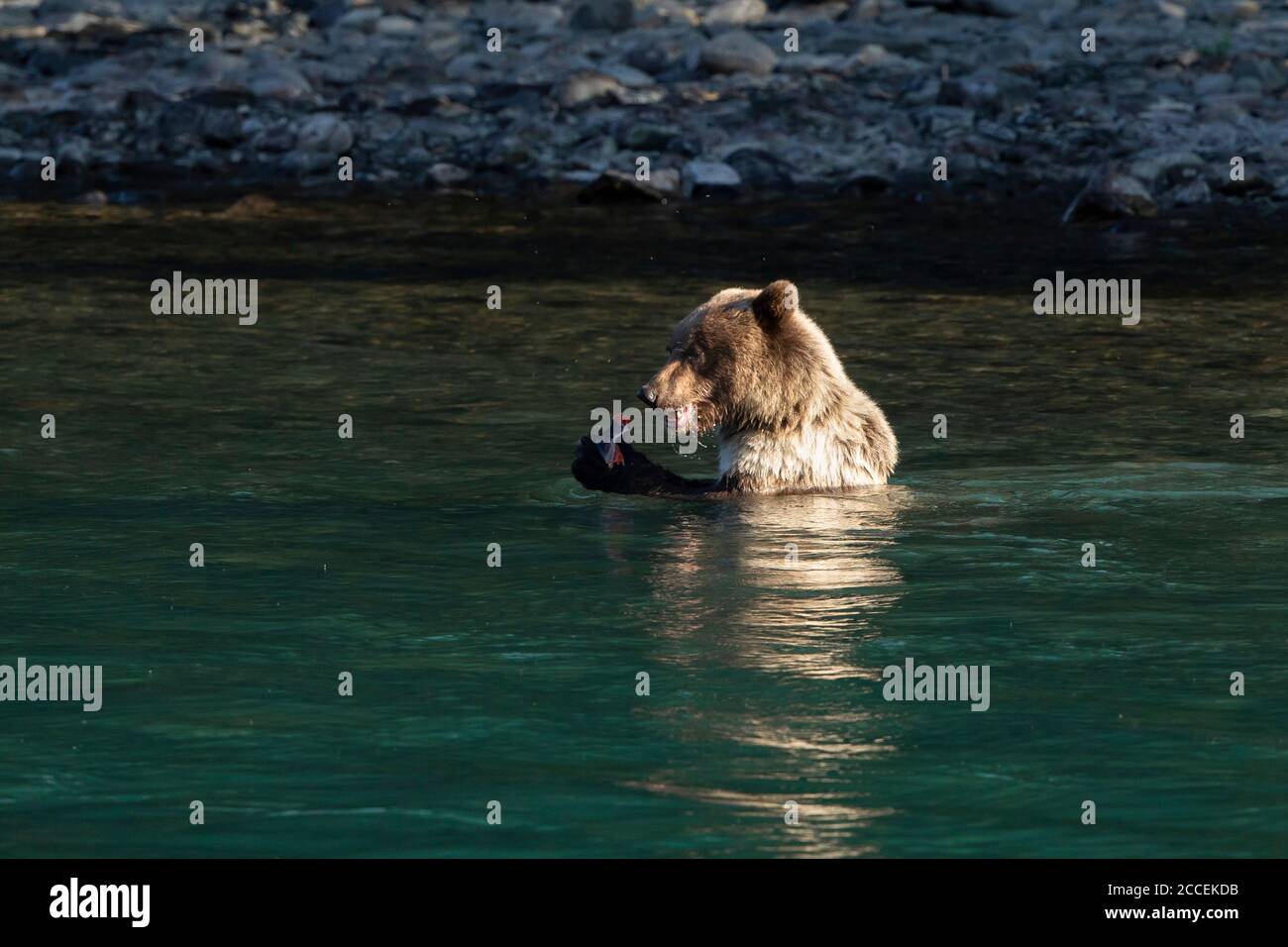 A Brown Bear juvenile looks for salmon in the Kenai River at the Kenai ...