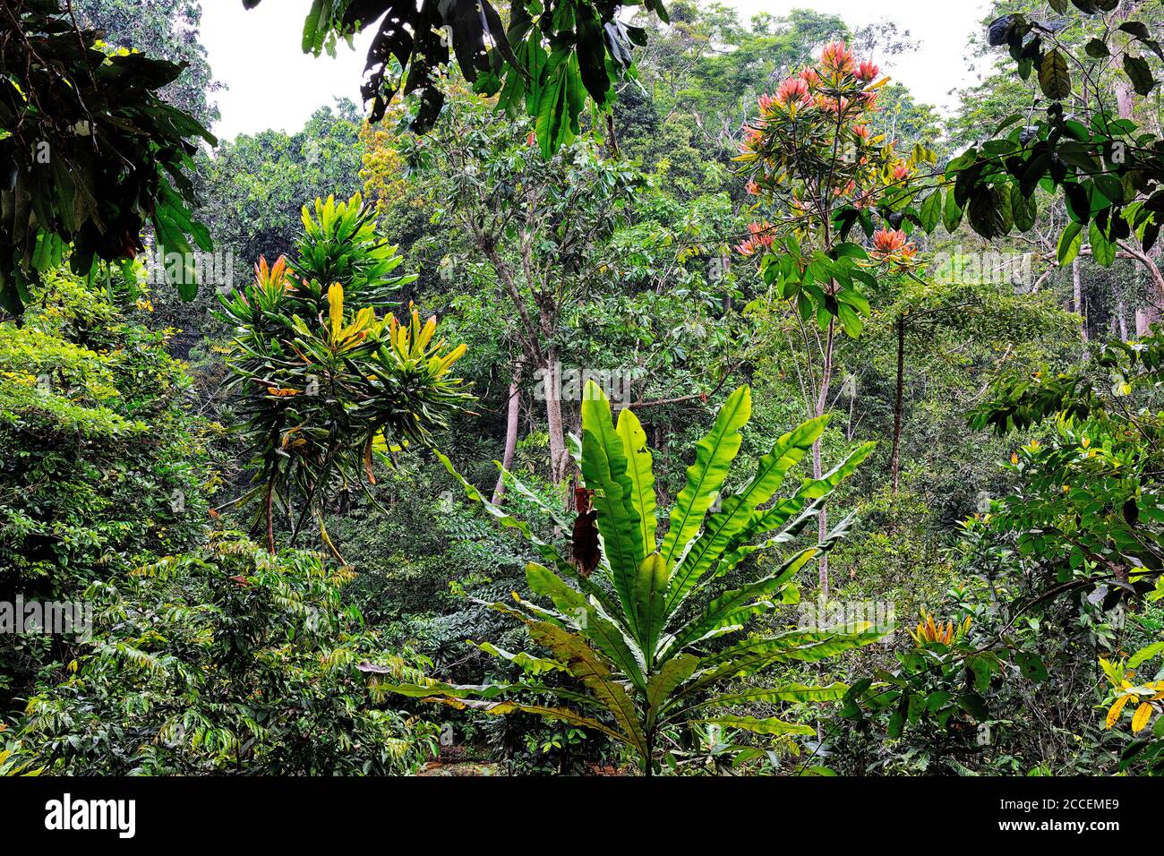 Dense forest in africa hires stock photography and images Alamy