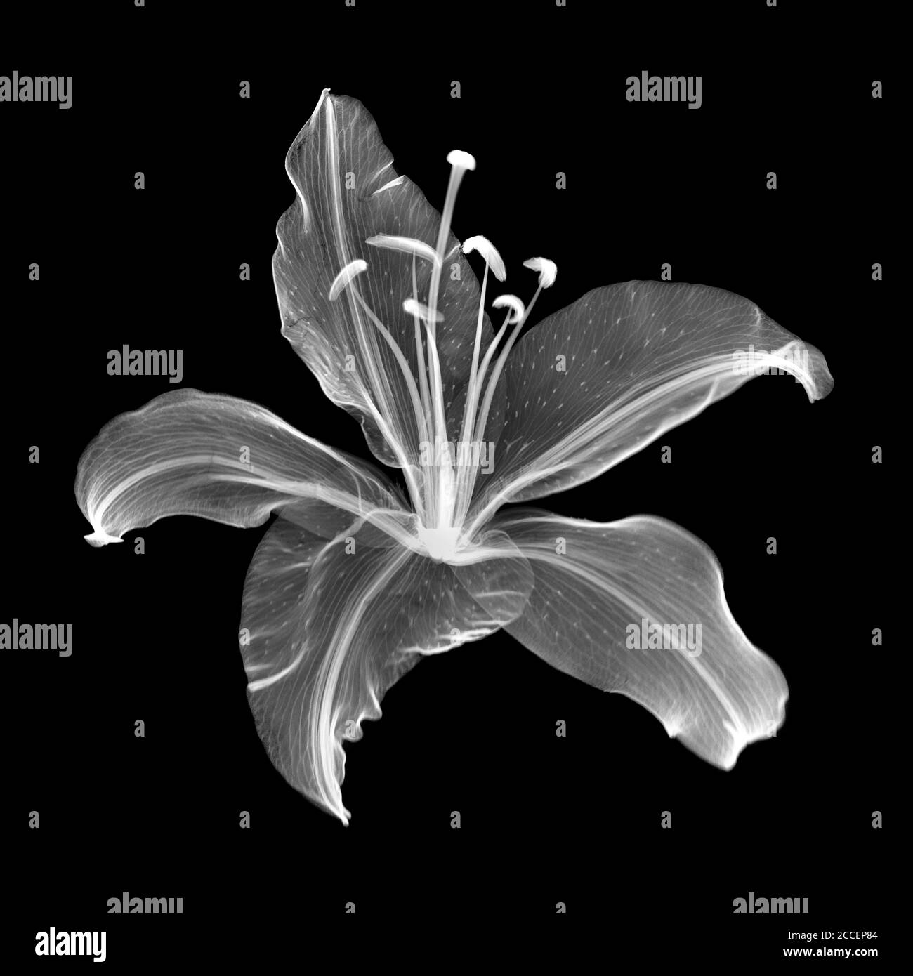 Lily flower (Lilium sp.), Xray Stock Photo Alamy