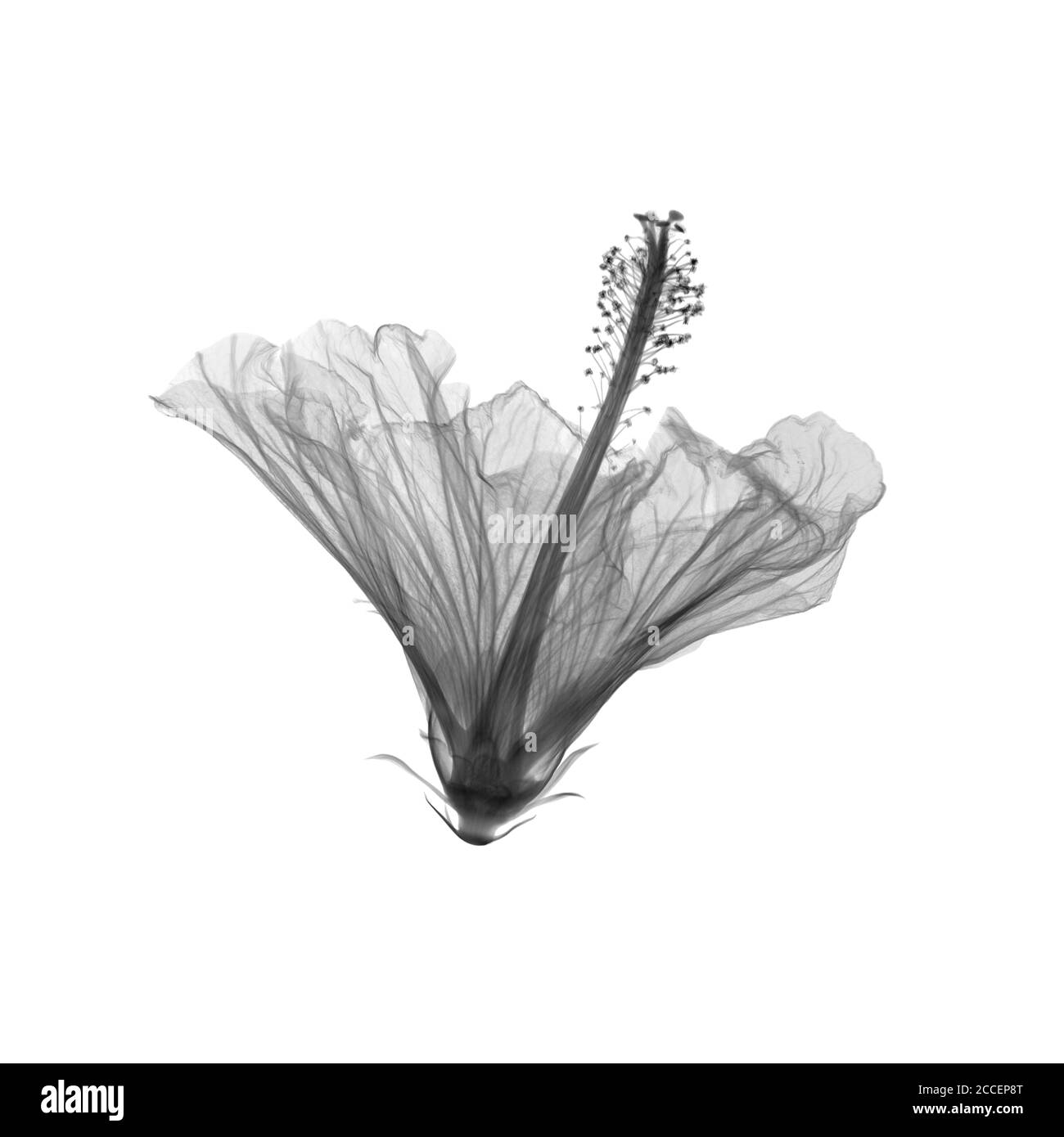 Hibiscus, X-ray Stock Photo
