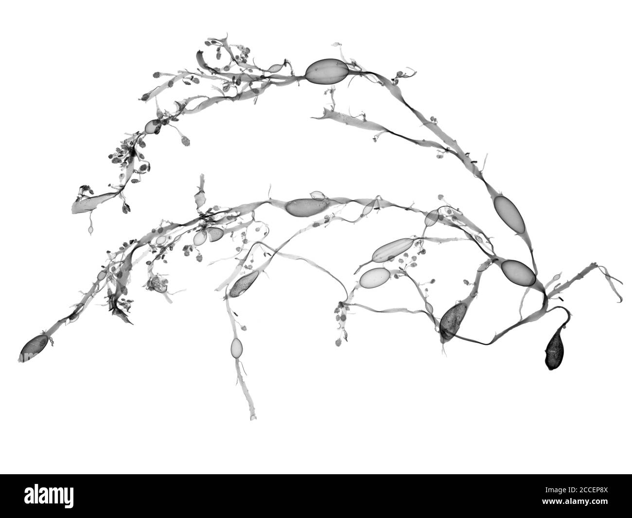 Seaweed (Fucus vesiculosus), X-ray Stock Photo